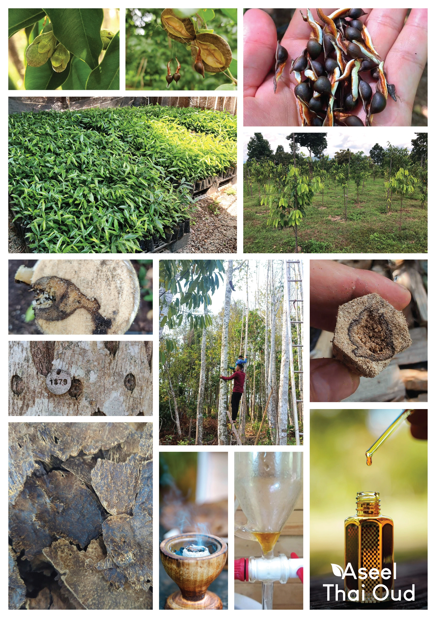 Aseel Thai Oud — brand identity design, view 3